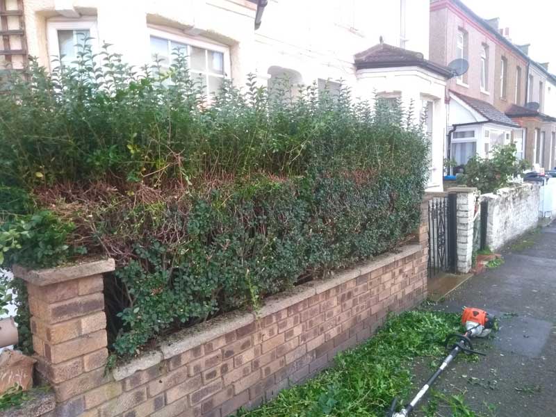 hedge cutting services